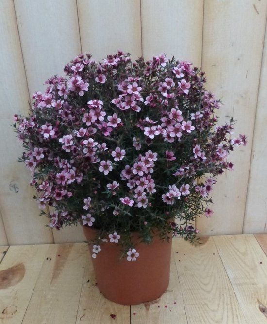 Warentuin natuurlijk Warentuin Leptospermum roze 30 cm