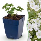 Green boutiQ Vasteplant Geranium sang. Album - Ooievaarsbek - Bodembedekkend - Wit - 6 Planten - Pot 11cm - Hoogte 15-25cm