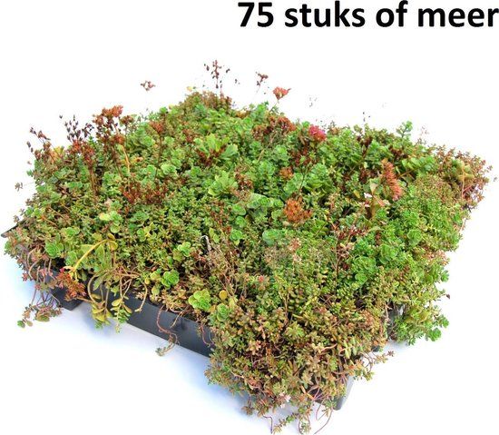 Sempergreen Dakgroen Sedumtray 75 stuks