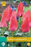 JUB Tulipa Trauttmansdorff JUB, 7 bloembollen