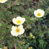 Arborix Potentilla Fruticosa 'Primrose Beauty' - Ganzerik|Vijfvingerkruid 25-30 cm in pot