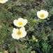 Arborix Potentilla Fruticosa 'Primrose Beauty' - Ganzerik|Vijfvingerkruid 25-30 cm in pot