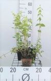 GRDplanten Groendecor Tuinarchitectuur 6x gele dovenetel - Lamiastrum galeobdolon | pot 9 x 9 cm