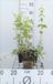 GRDplanten Groendecor Tuinarchitectuur 6x gele dovenetel - Lamiastrum galeobdolon | pot 9 x 9 cm