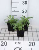 GRDplanten Groendecor Tuinarchitectuur 6x Spoorbloem - Centranthus ruber 'Albus' | 9x9 cm pot
