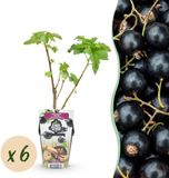 Plantenboetiek.nl Zwarte Bes - Ribes nigrum Titania - Winterhard - 6 Planten - Ø9cm - 15-25cm hoog