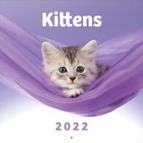 Grupo Erik Wandkalender 2022 Kitten 30 x 30 Cm Papier Paars
