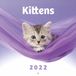 Grupo Erik Wandkalender 2022 Kitten 30 x 30 Cm Papier Paars