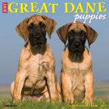Willow Creek Press Great Dane Puppies 2027 12 X 12 Wall Calendar