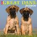 Willow Creek Press Great Dane Puppies 2027 12 X 12 Wall Calendar
