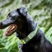 Hunter Dog collar Hunter Plus Thread Size XL Lime (45-70 cm)