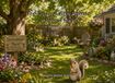 The Squirrel Who Planted a Peanut Farm: A Grandma's Story