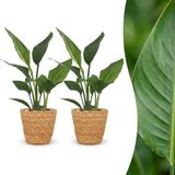 Plantenboetiek.nl | Strelitzia Reginea - Paradijsvogelbloem - 2 Planten - met Mand - Ø12cm - 25-35cm hoog