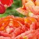 JUB - Tulipa Gudushnik Double
