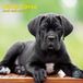 Cane Corso Calendrier 2027