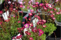 GRDplanten Groendecor Tuinarchitectuur 6x Mossteenbreek - Saxifraga 'Blütenteppich' | 9x9 cm pot