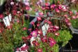 GRDplanten Groendecor Tuinarchitectuur 6x Mossteenbreek - Saxifraga 'Blütenteppich' | 9x9 cm pot