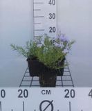 GRDplanten Groendecor Tuinarchitectuur 6x Vlambloem - Phlox (s) 'Emerald Cushion Blue' | 9x9 cm pot