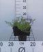 GRDplanten Groendecor Tuinarchitectuur 6x Vlambloem - Phlox (s) 'Emerald Cushion Blue' | 9x9 cm pot