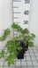 GRDplanten Groendecor Tuinarchitectuur 6x Ooievaarsbek - Geranium hybr. 'Spinners' | 9x9 cm pot
