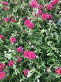 GRDplanten Groendecor Tuinarchitectuur 6x Zonneroosje - Helianthemum hybr. 'Cerise Queen' | 9x9 cm pot