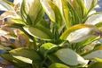 GRDplanten Groendecor Tuinarchitectuur 6x Hartlelie - Hosta hybr. 'Gipsy Rose' | 9x9 cm pot