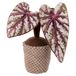 VDE Villa d'Este Home Tivoli 1998 Kunstmatige cactus deurstopper 1 kg van stof Garden