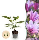 Plantenboetiek.nl Magnolia Betty
