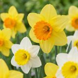 Green boutiQ - 60x Large Cupped Narcissus Mix - Yellow and White - Spring Bloomer - Bulb Size 12/14
