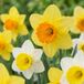 Green boutiQ - 60x Large Cupped Narcissus Mix - Yellow and White - Spring Bloomer - Bulb Size 12/14