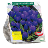 Baltus Crocus Grootbloemig Blauw per 25 bloembollen