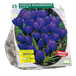 Baltus Crocus Grootbloemig Blauw per 25 bloembollen