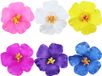 Sans marque 6pcs pinces à cheveux fleur hawaïenne