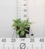 Oreille d'âne 6x Stachys byzantina (lanata/olympica) | pot de 9x9 cm