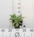 Oreille d'âne 6x Stachys byzantina (lanata/olympica) | pot de 9x9 cm