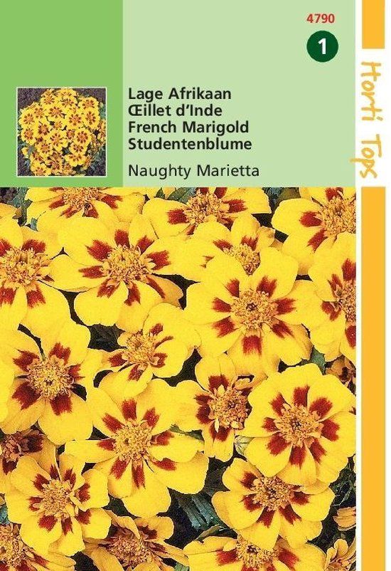 Hortitops Lage Afrikaan Bloemzaad - Naughty Marietta