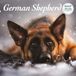 Chien Berger Allemand Calendrier 2027 Deluxe