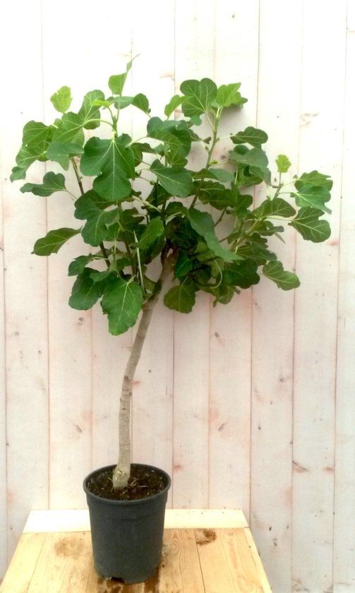 Warentuin natuurlijk Warentuin Vijgboompje Ficus Struik Groen Zon 40 cm