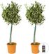 Bloomique 2x Olijfboom op stam - Olea Europaea - Winterhard - ⌀19 cm - 80-90 cm