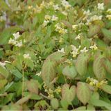 Arborix Epimedium 6 x Epimedium Versicolor 'Sulphureum' - Elfenbloem pot 9x9cm - Geelbloeiende bodembedekker