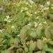 Epimedium 6 x Epimedium Versicolor 'Sulphureum' - Elfenbloem pot 9x9cm - Couvre-sol à fleurs jaunes