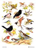 Samuel Lamont Britse vogels katoenen theedoek, wit, one size