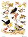 Samuel Lamont Britse vogels katoenen theedoek, wit, one size