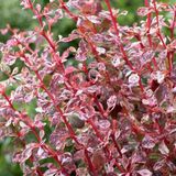 Arborix Berberis Dart's 'Harlequin' - Zuurbes 30-40 cm in pot