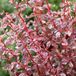 Arborix Berberis Dart's 'Harlequin' - Zuurbes 30-40 cm in pot