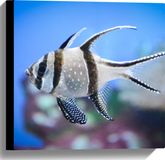 Merkloos / Sans marque Canvas - Pterapogon kauderni Straalvinnige Wit met Zwarte Vis - 40x40 cm Foto op Canvas Schilderij