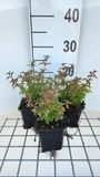 GRDplanten Groendecor Tuinarchitectuur 6x Bellenplant - Fuchsia magell. 'Gracilis' | 9x9 cm pot