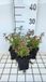 Groendecor Tuinarchitectuur 6x Fuchsia magell. 'Gracilis' | pot de 9x9 cm
