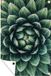 Décoration murale Gros plan succulente - 120x180 cm - Affiche de jardin