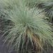 Arborix 6 x Festuca Glauca - Zwenkgras Pot 9x9 cm - Blauwgrijs Siergras